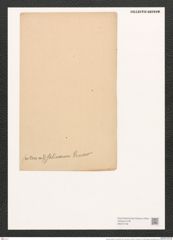 Nitzschia (vitrea var.) salinarum Grun. (de-Toni-Nr.: Genus 47, Species 2112) Zeichnungen Sammlung Grunow (NHMW-BOT-W0372196)